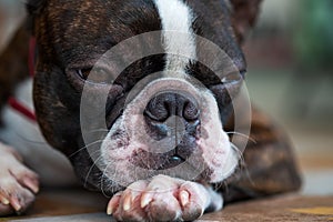 Portrait boston terrier pure breed sad face background closeup
