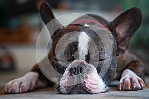 Portrait boston terrier pure breed sleeping background closeup