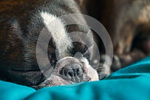 Portrait boston terrier pure breed sleeping in blue bed closeup