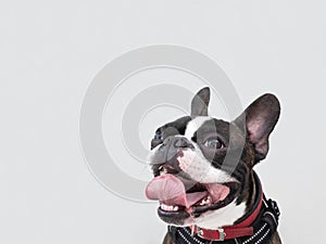 Portrait boston terrier pure breed soft grey background closeup