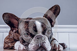 Portrait boston terrier pure breed soft grey background closeup