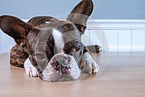 Portrait boston terrier pure breed soft grey background closeup