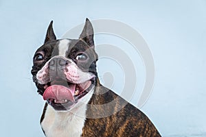 Portrait boston terrier pure breed soft grey background closeup