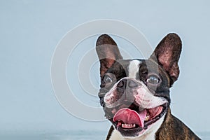 Portrait boston terrier pure breed soft grey background closeup