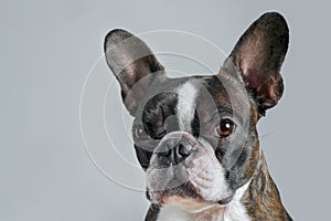 Portrait boston terrier pure breed soft grey background closeup