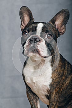 Portrait boston terrier pure breed soft grey background closeup