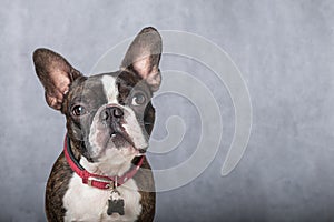 Portrait boston terrier pure breed soft grey background closeup