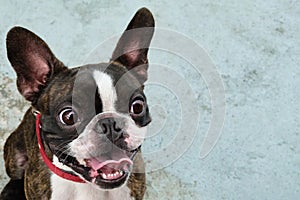 Portrait boston terrier pure breed soft grey background closeup