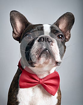 Portrait boston terrier pure breed soft grey background with red bow tie closeup