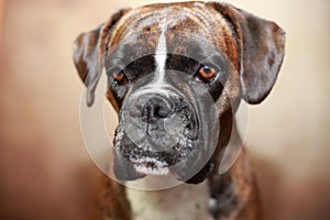 Portrait of a boxer dog