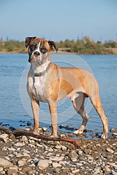 Portrait of boxer dog