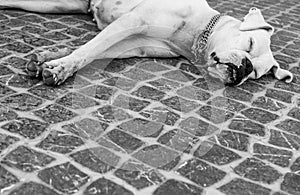 Portrait of a boxer dog sleeping on the floor