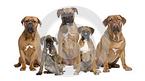 Portrait of boxer dogs against white background