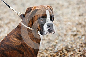 Portrait of boxer puppy dog on the beach