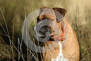 Portrait of a Boxer purebred dog