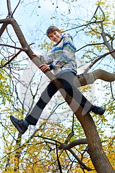 Portrait of a boy in an autumn park. The child climbed a tree and playing