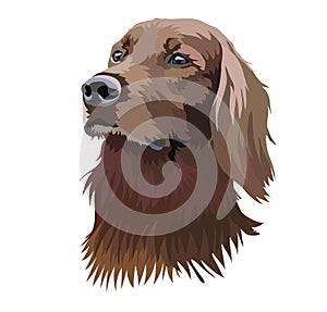 portrait of a boykin spaniel dog