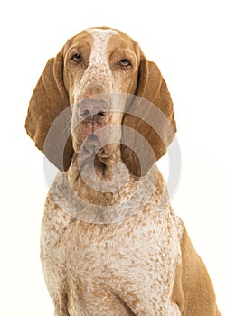 Portrait of a bracco italiano looking at the camera isolated on