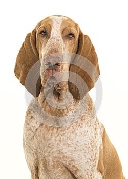 Portrait of a bracco italiano looking at the camera isolated on photo