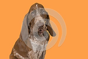 Portrait of a bracco italiano puppy on an orange background in a photo