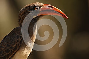 The portrait of Bradfield`s hornbill Tockus bradfieldi. Portrait of a rare hornbill in southern Africa on a brown background