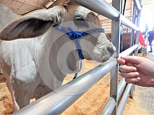 Portrait of a brahman calf