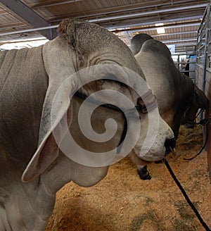 Portrait of a brahman cow
