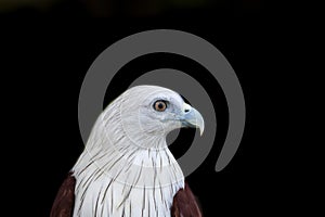 Portrait of Brahminy Kite ,Red-backed Sea Eagle