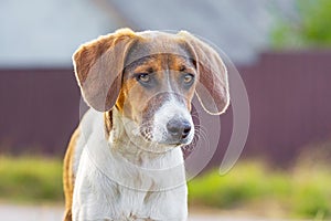 Portrait of breed dog Estonian hound with lowered ears on blurry background_