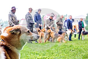 Portrait of a breeder dog at an exhibition of hunting dogs in rainy weather_