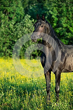 Portrait of breeding Trakehner black stallion posing in the field