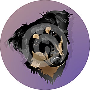 Portrait of a breedless black dog in a circle