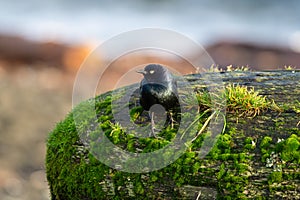 Portrait of brewer`s blackbird