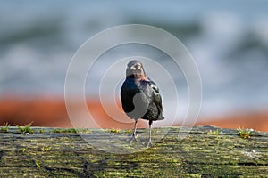 Portrait of brewer`s blackbird