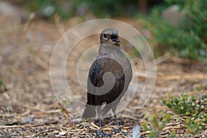 Portrait of brewer`s blackbird