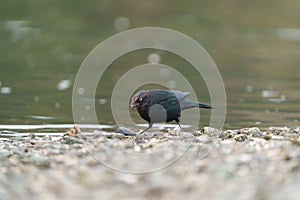 Portrait of brewer`s blackbird photo