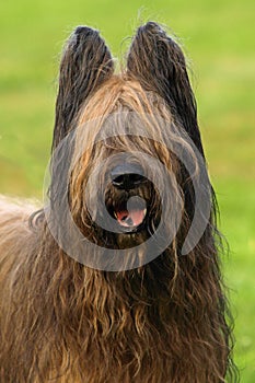 Portrait of briard head.