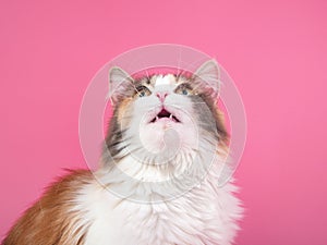 Portrait of bright beautiful funny cat on pink background