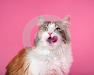 Portrait of bright beautiful funny cat on pink background