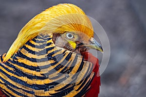 Portrait of a bright bird