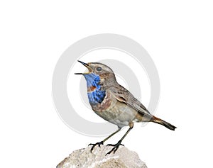 Portrait of a bright bird, the Bluethroat is on the rock and sin