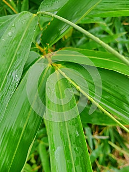 Portrait of bright green bamboo tree leaves