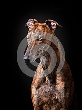 Portrait of bright greyhound dog