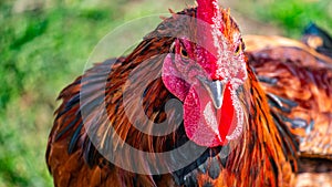 A Portrait of a Bright Rooster