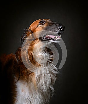 Portrait of bright sighthound dog