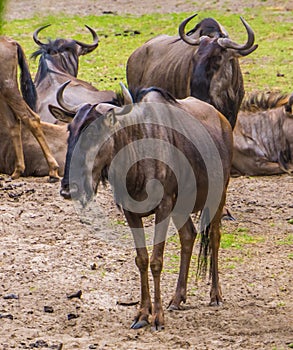 Portrait of a brindled gnu in closeup with the herd in the background, popular safari animals, tropical antelope specie from