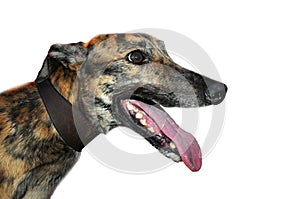 Portrait of a  brindled greyhound