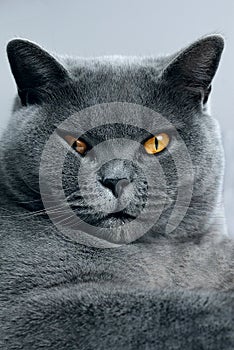 Portrait of a British blue cat