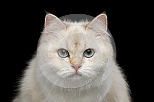 Adorable British Cat with Blue eyes on Isolated Black Background