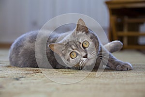 Portrait of a British cat lying on the floor